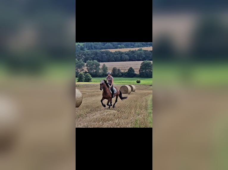 Westfale Wallach 10 Jahre 165 cm Brauner in Wietmarschen
