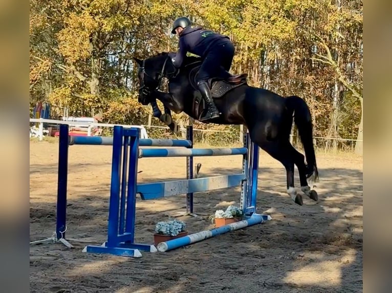 Westfale Wallach 10 Jahre 165 cm Rappe in Mladá Boleslav