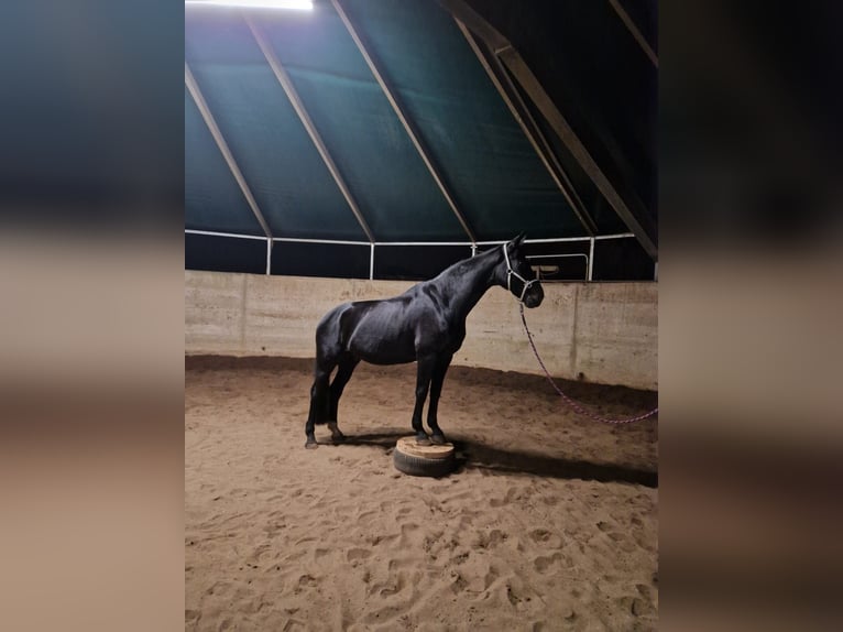 Westfale Wallach 10 Jahre 166 cm Rappe in Norderstedt