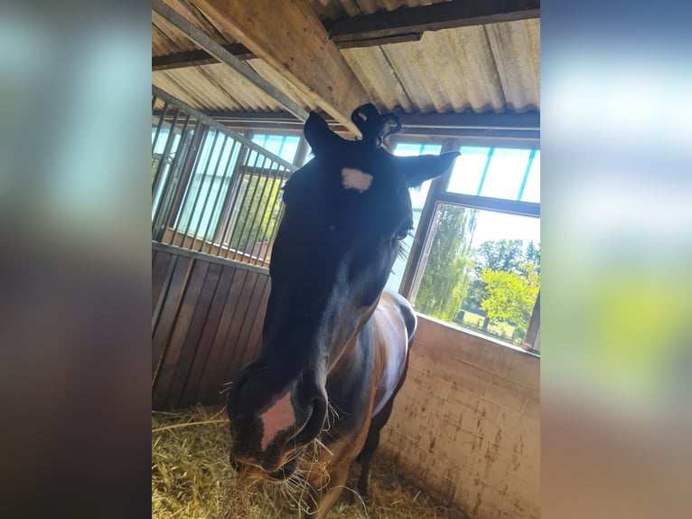 Westfale Wallach 10 Jahre 166 cm Rappe in Norderstedt