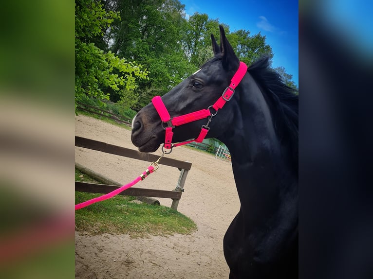 Westfale Wallach 10 Jahre 166 cm Rappe in Norderstedt