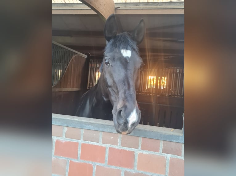 Westfale Wallach 10 Jahre 166 cm Rappe in Norderstedt