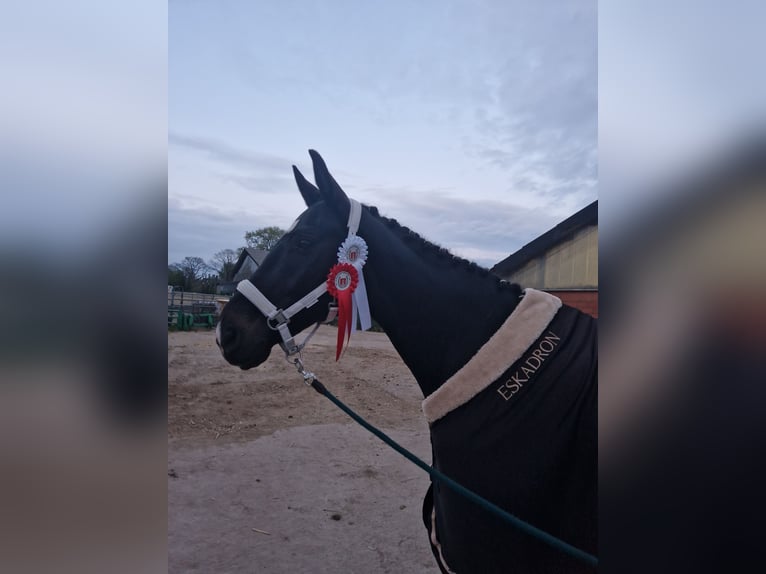 Westfale Wallach 10 Jahre 166 cm Rappe in Norderstedt