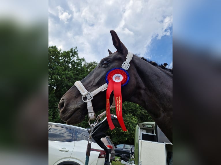 Westfale Wallach 10 Jahre 166 cm Rappe in Norderstedt