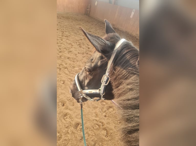 Westfale Wallach 10 Jahre 166 cm Rappe in Norderstedt