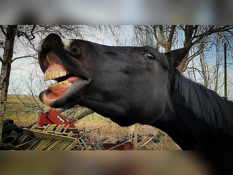 Westfale Wallach 10 Jahre 166 cm Rappe in Norderstedt