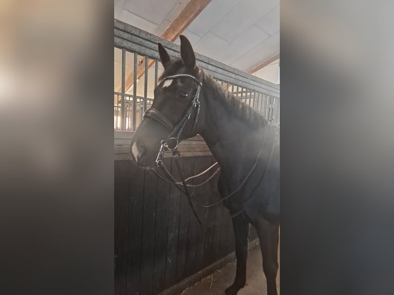 Westfale Wallach 10 Jahre 166 cm Rappe in Norderstedt
