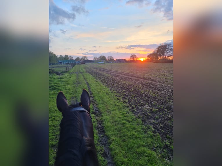 Westfale Wallach 10 Jahre 166 cm Rappe in Norderstedt