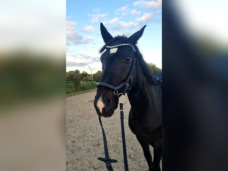 Westfale Wallach 10 Jahre 166 cm Rappe in Norderstedt