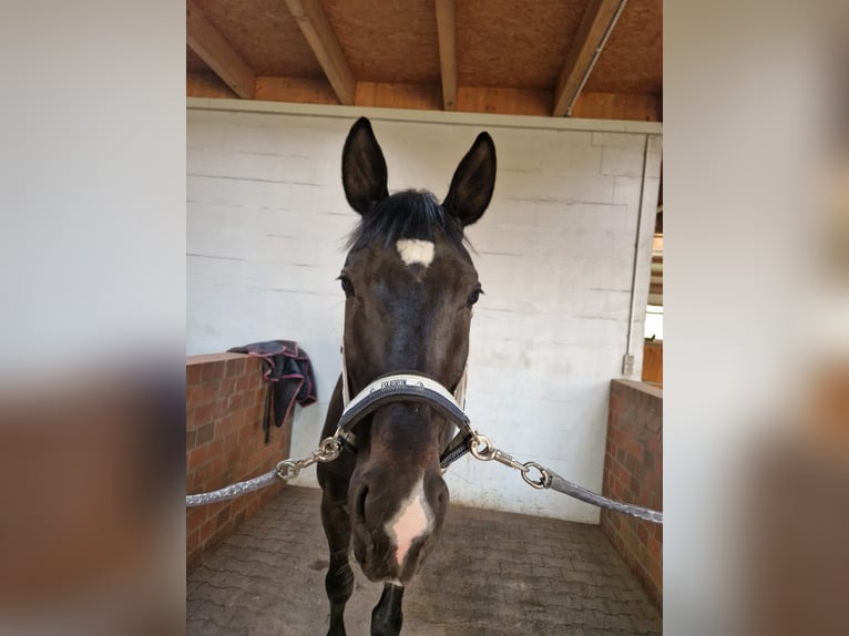 Westfale Wallach 10 Jahre 166 cm Rappe in Norderstedt