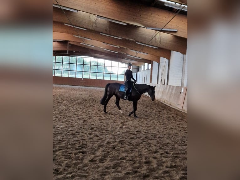 Westfale Wallach 10 Jahre 166 cm Rappe in Norderstedt