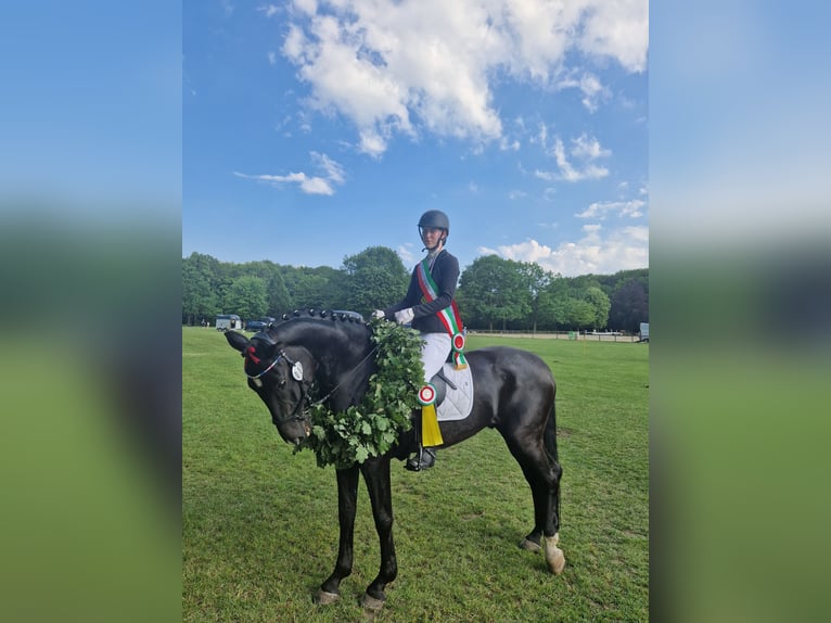 Westfale Wallach 10 Jahre 166 cm Rappe in Norderstedt
