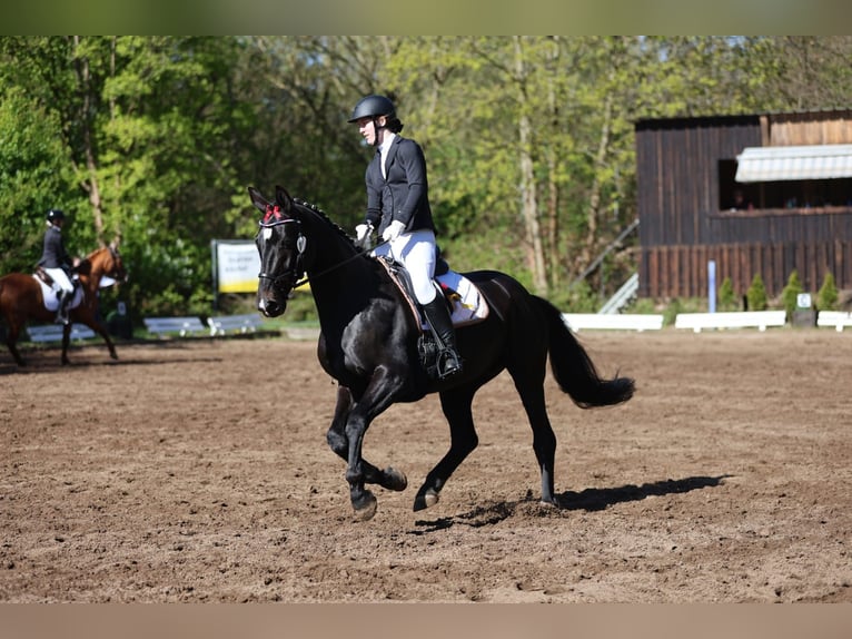 Westfale Wallach 10 Jahre 166 cm Rappe in Norderstedt