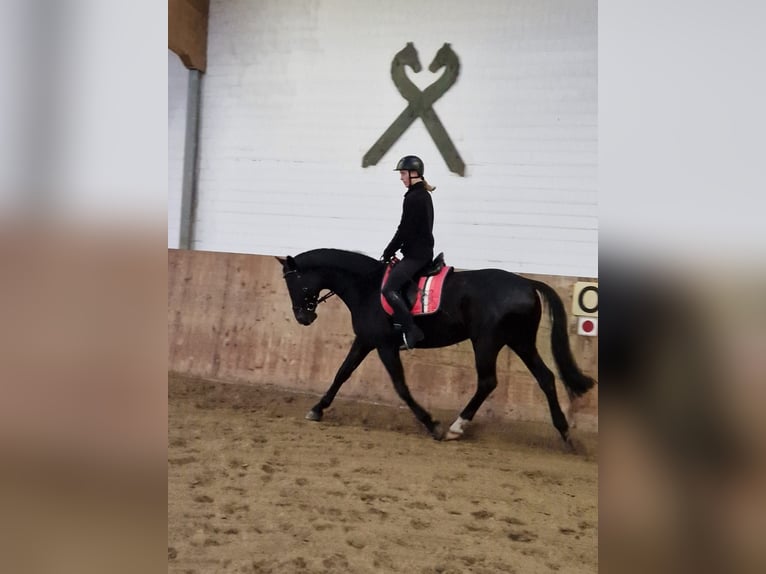 Westfale Wallach 10 Jahre 166 cm Rappe in Norderstedt
