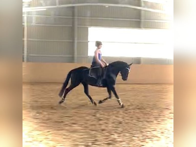 Westfale Wallach 10 Jahre 166 cm Schwarzbrauner in Montabaur