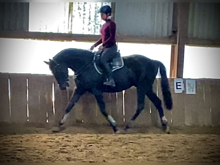 Westfale Wallach 10 Jahre 166 cm Schwarzbrauner in Montabaur