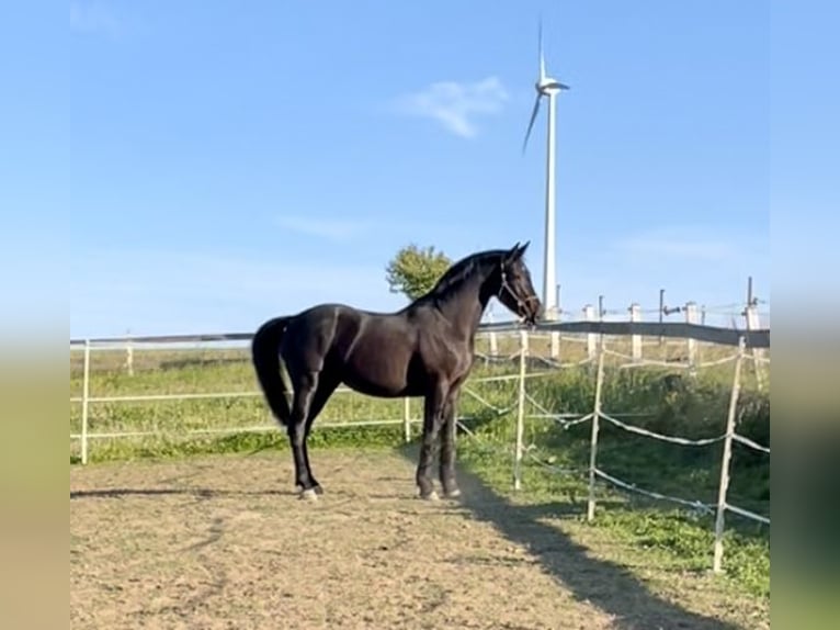 Westfale Wallach 10 Jahre 166 cm Schwarzbrauner in Montabaur