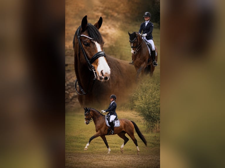 Westfale Wallach 10 Jahre 167 cm Brauner in Alheim