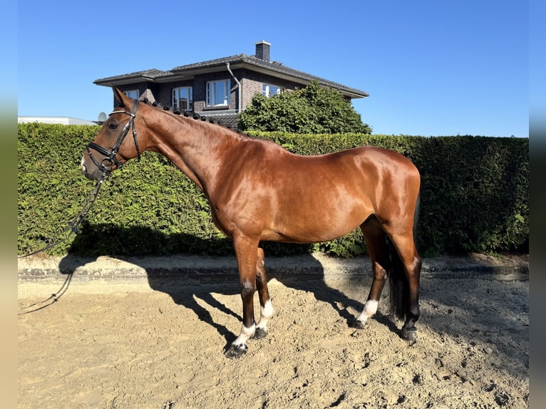 Westfale Wallach 10 Jahre 168 cm Brauner in Munster