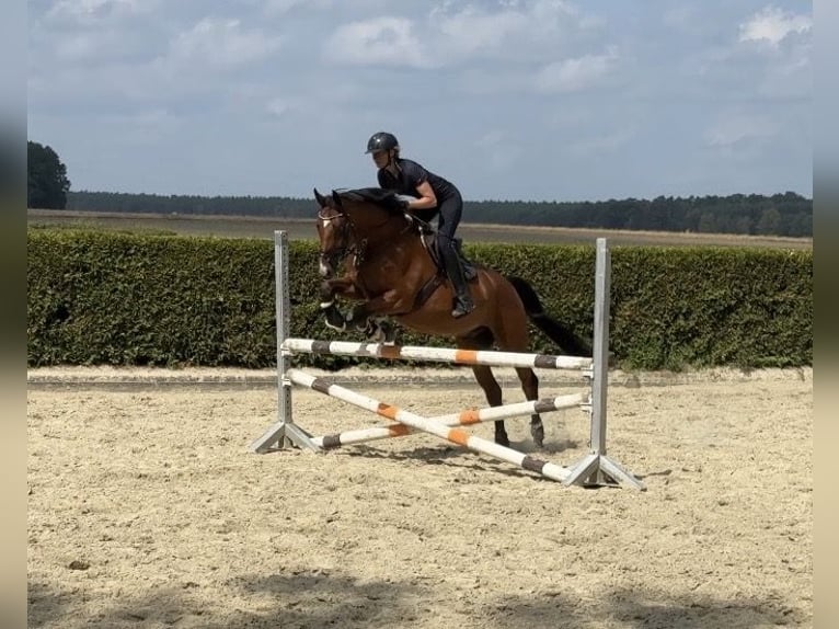 Westfale Wallach 10 Jahre 168 cm Brauner in Munster