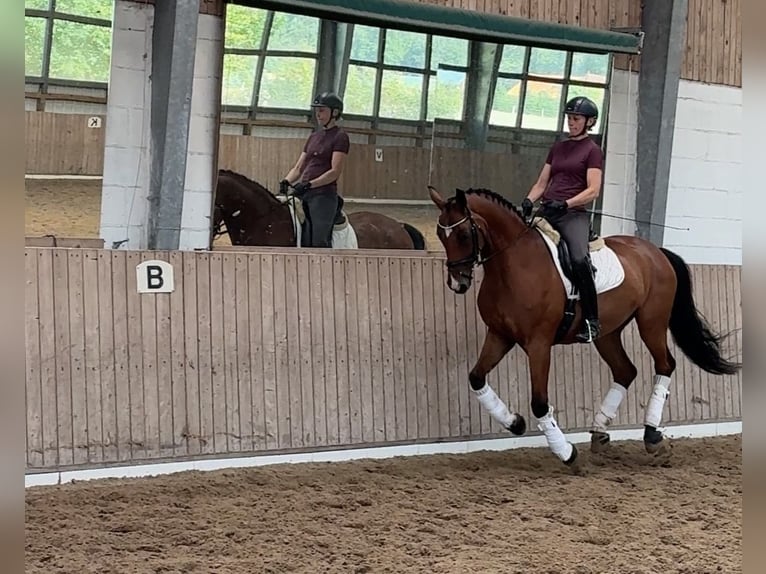 Westfale Wallach 10 Jahre 168 cm Brauner in Munster