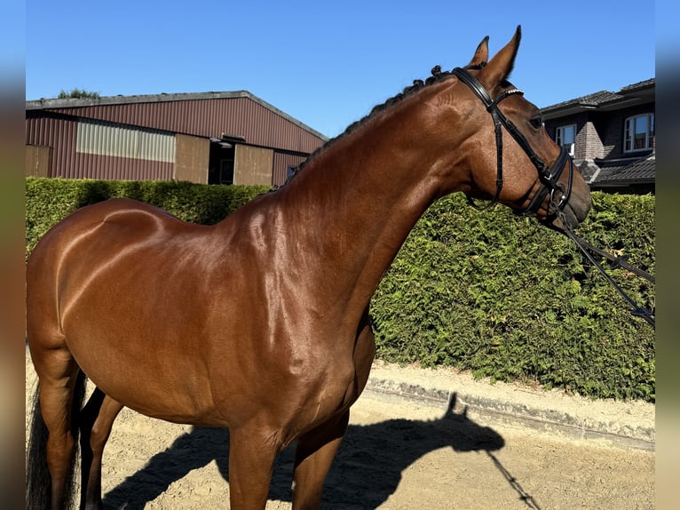 Westfale Wallach 10 Jahre 168 cm Brauner in Munster