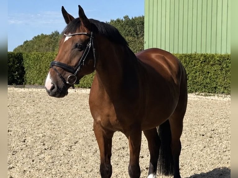 Westfale Wallach 10 Jahre 168 cm Brauner in Munster
