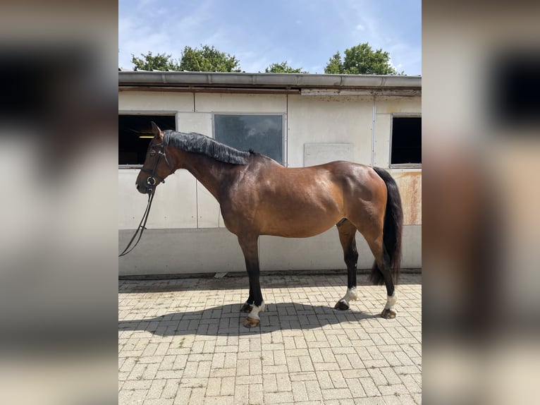 Westfale Wallach 10 Jahre 168 cm Brauner in Neuerkich