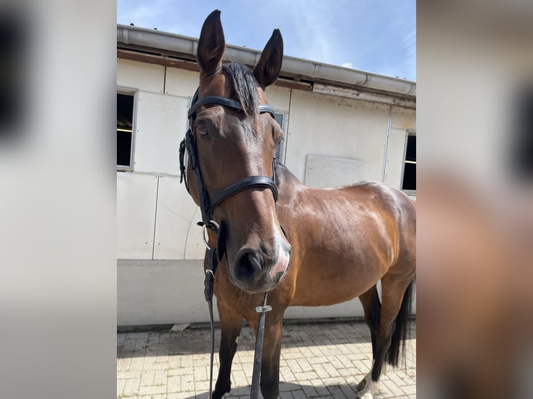 Westfale Wallach 10 Jahre 168 cm Brauner in Neuerkich