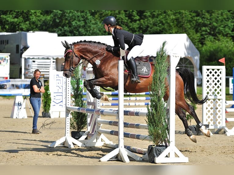 Westfale Wallach 10 Jahre 168 cm Brauner in Neuerkich
