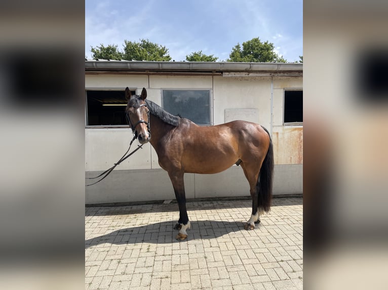 Westfale Wallach 10 Jahre 168 cm Brauner in Neuerkich