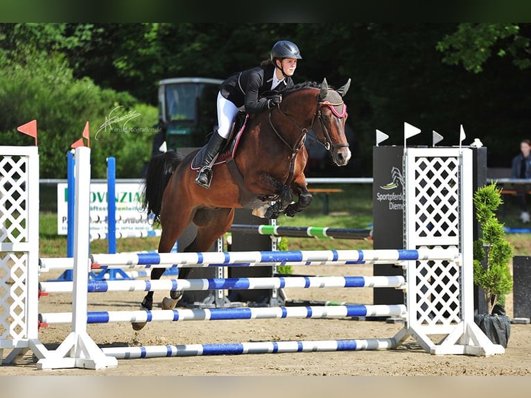 Westfale Wallach 10 Jahre 168 cm Brauner in Neuerkich