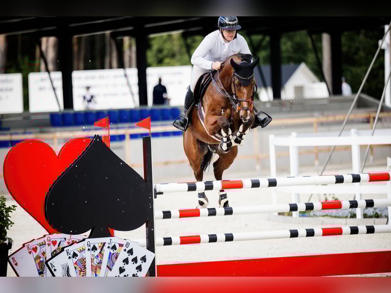 Westfale Wallach 10 Jahre 168 cm Brauner in Komorniki