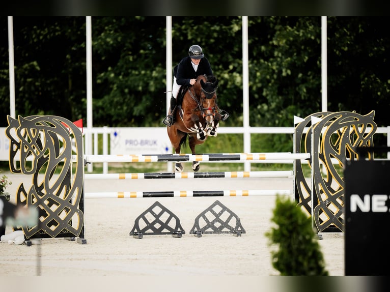 Westfale Wallach 10 Jahre 168 cm Brauner in Komorniki