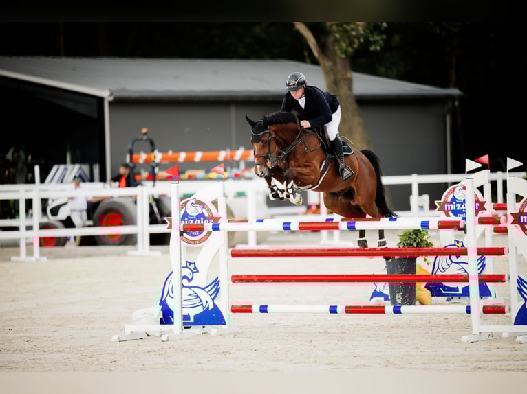 Westfale Wallach 10 Jahre 168 cm Brauner in Komorniki