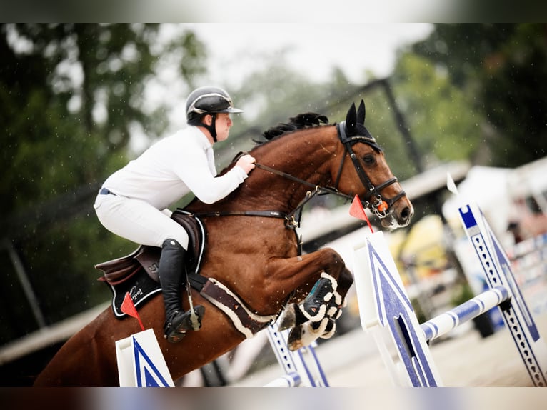 Westfale Wallach 10 Jahre 168 cm Brauner in Komorniki