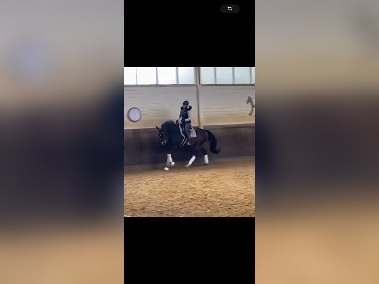 Westfale Wallach 10 Jahre 168 cm Dunkelbrauner in &#xDC;ttfeld