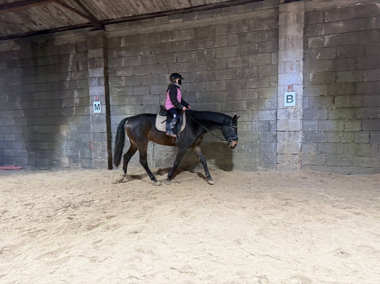 Westfale Wallach 10 Jahre 168 cm Dunkelbrauner in &#xDC;ttfeld