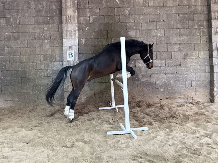 Westfale Wallach 10 Jahre 168 cm Dunkelbrauner in &#xDC;ttfeld