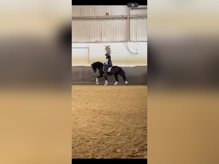 Westfale Wallach 10 Jahre 168 cm Dunkelbrauner in &#xDC;ttfeld