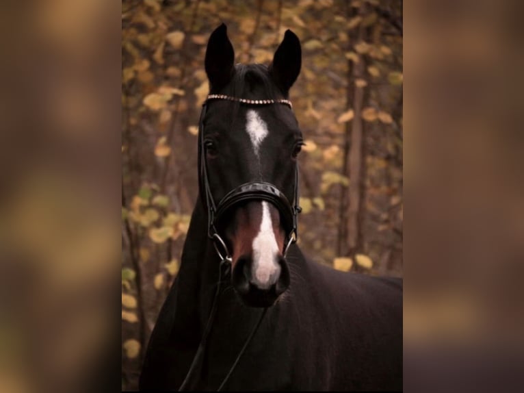 Westfale Wallach 10 Jahre 168 cm Dunkelbrauner in &#xDC;ttfeld