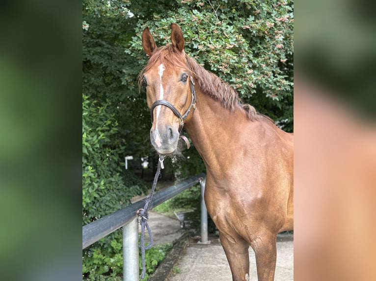 Westfale Wallach 10 Jahre 168 cm in Bergisch Gladbach