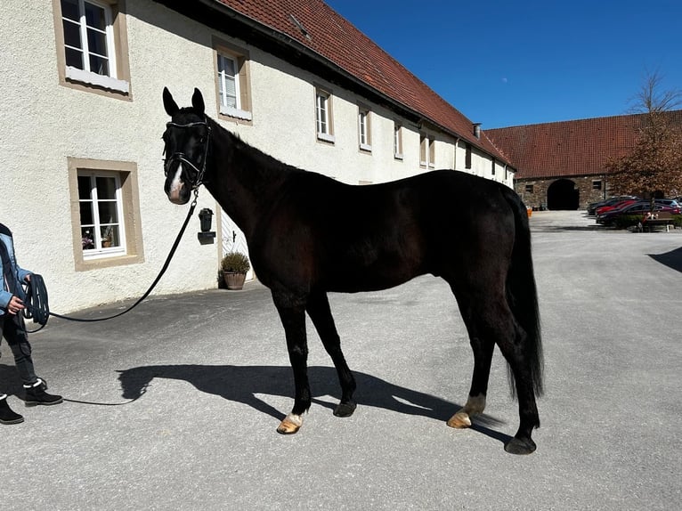 Westfale Wallach 10 Jahre 168 cm Rappe in Arnsberg