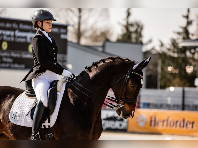 Westfale Wallach 10 Jahre 169 cm Brauner in Bielefeld