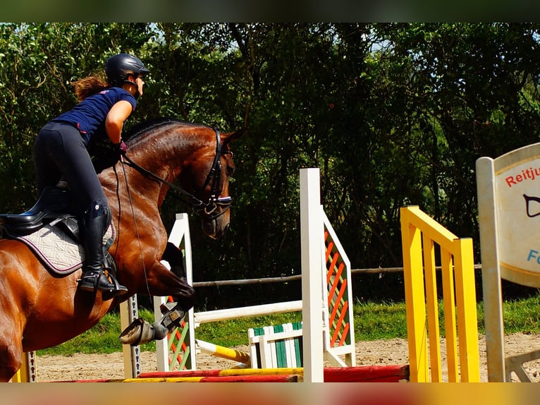 Westfale Wallach 10 Jahre 169 cm Dunkelbrauner in Rendsburg