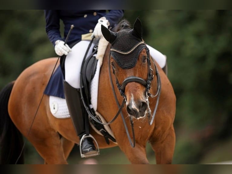 Westfale Wallach 10 Jahre 170 cm Brauner in Weilheim an der Teck