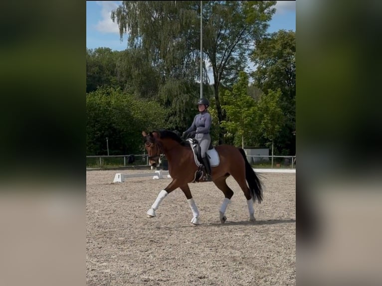 Westfale Wallach 10 Jahre 170 cm Brauner in Weilheim an der Teck