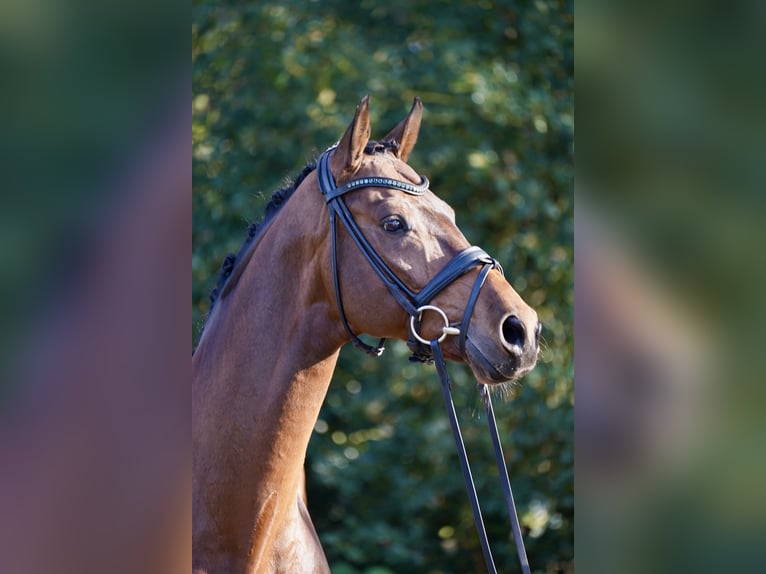 Westfale Wallach 10 Jahre 170 cm Brauner in Horstmar