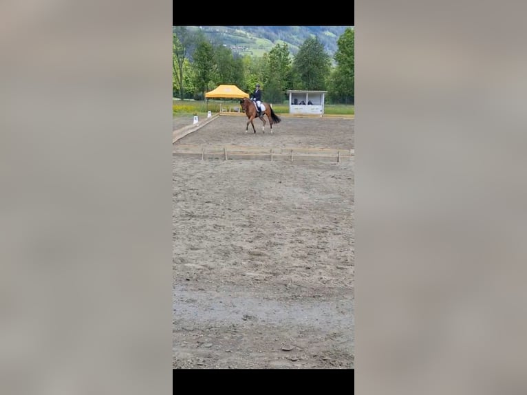 Westfale Wallach 10 Jahre 170 cm Brauner in Nals