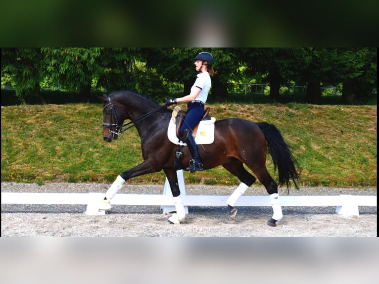 Westfale Wallach 10 Jahre 170 cm Dunkelbrauner in Freiensteinau